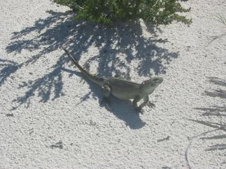 an-iguana-on-iguana-island.jpg