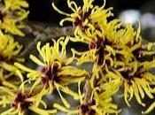 Omeopatia Hamamelis circolazione