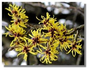 Omeopatia si : Hamamelis e circolazione.