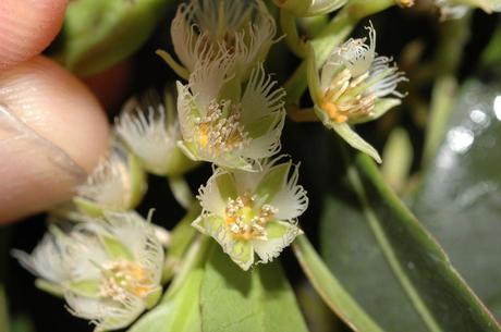 Elaeocarpus Gillespieanus - Mamakara
