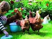 Come allevare galline