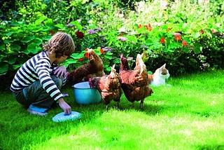 Come allevare le galline