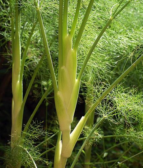 Appunti per la prossima stagione: il finocchio / Notes for next season: fennel