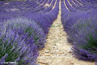 Accompagnamento e cure palliative: un viaggio emozionante tra le pagine di Ricordati che devi Vivere! Accompagnamento e cure palliative: un viaggio emozionante tra le pagine di Ricordati che devi Vivere!