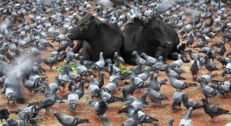 Cows rest among pigeons during the Gaijatra parade in Kathmandu
