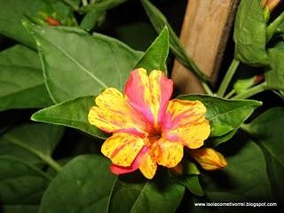 Mirabilis jalapa, le belle di notte