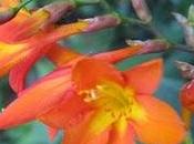 Crocosmia