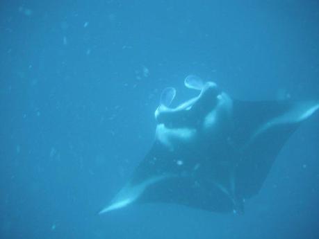 Snorkeling con le mante