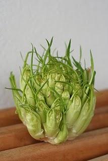 Cicoria di Galatina (Chicorium Intybus, Cv. Catalogna) : il “subbra taula” del Salento leccese
