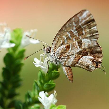 Piccola farfalla / Small butterfly