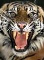 Indonesia: ragazzo ucciso da una tigre presso una concessione della APP
