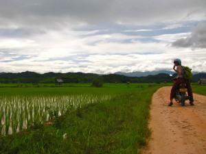 L’ ERBA DEL LAOS E’ SEMPRE PIU’ VERDE