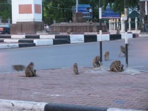 scimmie perditempo per la strada