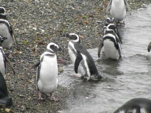 finalmente i pinguini