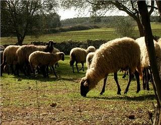 La Pecora Moscia del Salento leccese non può scomparire!