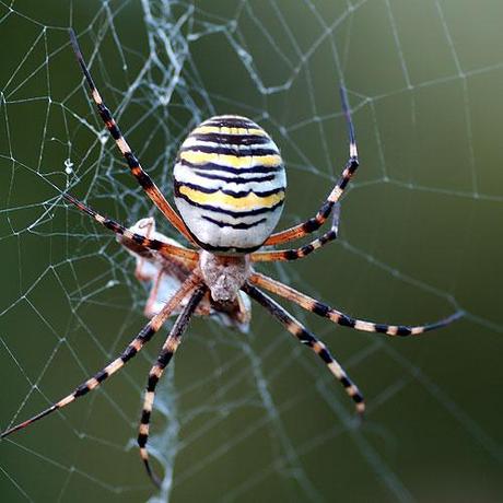 Alla ricerca della argiope fasciata