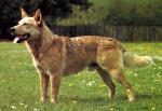 Le Razze Canine  - Australian Cattledog