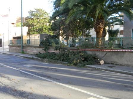 Oristano: ad un palmo dalla strage. Maestrale abbatte abete secolare in via Sardegna