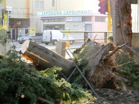 Oristano: ad un palmo dalla strage. Maestrale abbatte abete secolare in via Sardegna