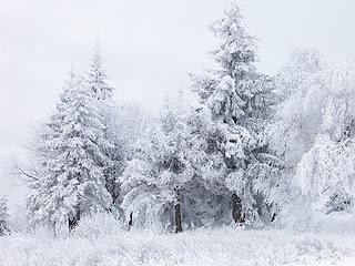 Neve, Snow, Neige, Lumi... again