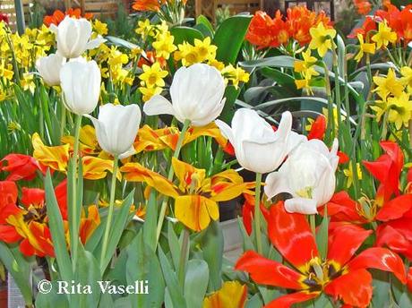 SABATO E' FESTA: PASSEGGIATA BOTANICA