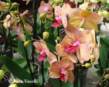 SABATO E' FESTA: PASSEGGIATA BOTANICA