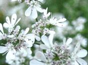 coriandolo, simbolo colorato carnevale, origini nella botanica