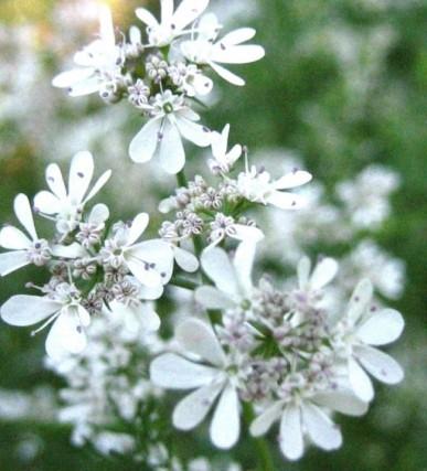 Il coriandolo, simbolo colorato del carnevale, ha le sue origini nella botanica