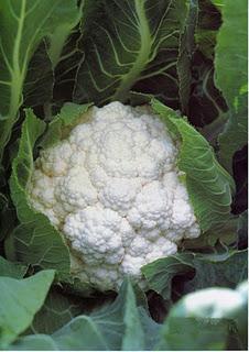 Il Cavolfiore del Salento leccese (Brassica oleracea L. conv. botrytis (L.) Alef. var. botrytis L.)