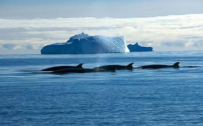 Tre ambientalisti australiani assaltano nave baleniera giapponese in Antartico. Arrestati, rischiano di essere processati in Giappone