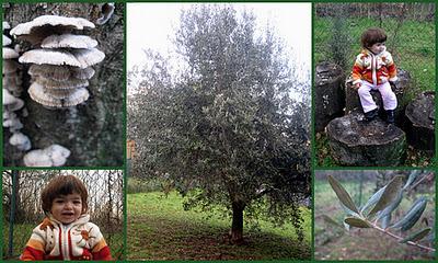 Alberi della memoria.