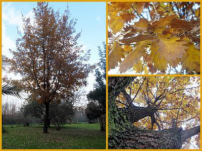 Alberi della memoria.