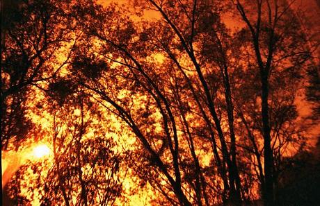 Lomography • La Sardina e Lomography Redscale XR 50-200