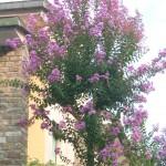 lagerstroemia alberello