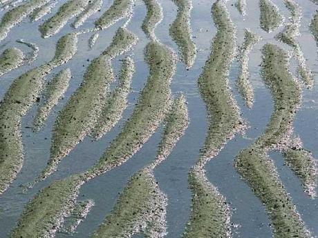 I RAFFINATI PATTERNS DELLA NATURA