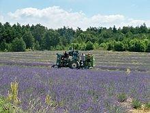 proprietà lavanda