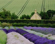 proprietà lavanda2