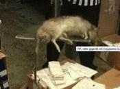 Topo gigante trovato magazzino Foto