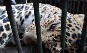 Leopardo in un quartiere di una città dell'India assalta i passanti, ne uccide uno e ne ferisce altri quattro. Catturato