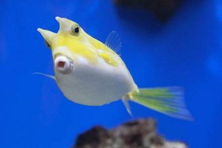 loghom cowfish All’Acquario dei due Oceani, a Città del Capo, fantastici scenari di vita | Foto