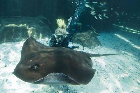 razza All’Acquario dei due Oceani, a Città del Capo, fantastici scenari di vita | Foto