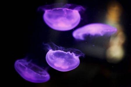 meduse viola All’Acquario dei due Oceani, a Città del Capo, fantastici scenari di vita | Foto