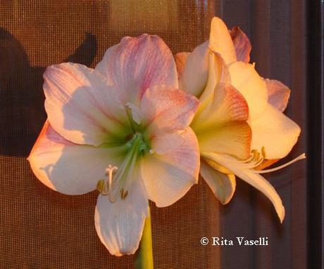 FOTOGRAFARE L'ANIMA DI UN FIORE