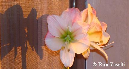 FOTOGRAFARE L'ANIMA DI UN FIORE