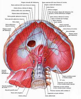 Anatomia - Il diaframma