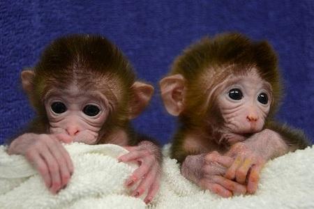 scimmie chimera In laboratorio scimmie “chimera”