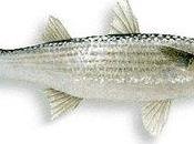 Cefali ripieni alla siciliana