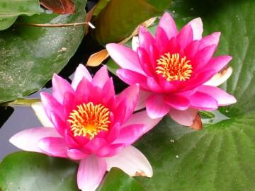 Fiori di loto tra le Bestie di Satana