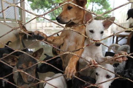 Bloccata in Romania la mattanza dei cani: ora bisogna fermare i trafficanti