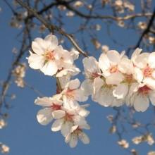 agrigento mandorlo in fiore